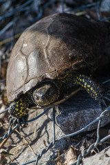 Turtle in the city park. Turtle in the pond. Turtle in the lake of the city park.