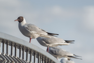 Seagulls on bridge fence. Gulls close-up, sitting on an iron fence.