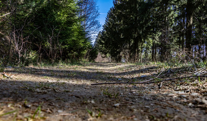 Waldweg aus der Froschperspektive