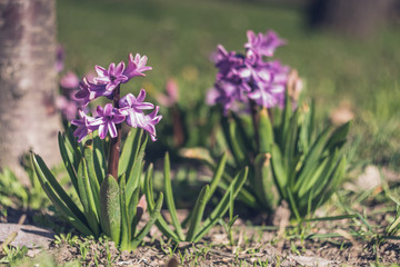 Fototapeta premium Purple hyacinth in the garden. Blured flowers on the background.