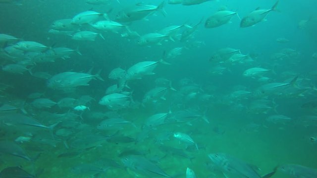Underwater video of trevally fish (jackfish) hunting sardines and mackerel 