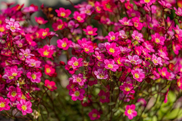 Shades of red and pink small flowers. Close up and full frame.