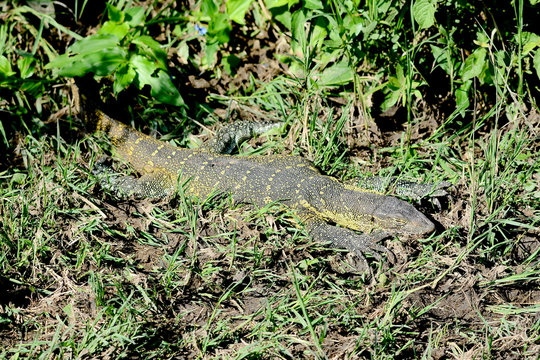 Iguana in Serengeti national park