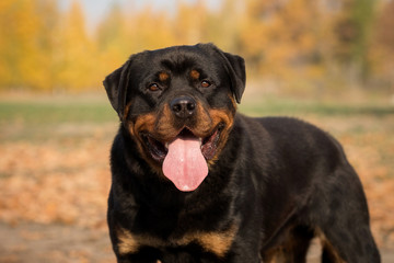 Rottweiler in autumn park