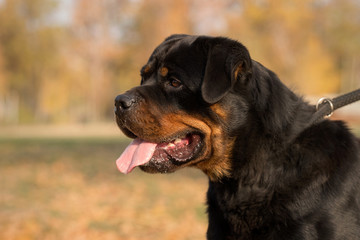 Rottweiler in autumn park