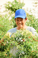 Man trimming barberry tree