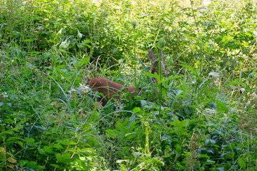Roe deer, capreolus capreolus, thuringia, germany, europe