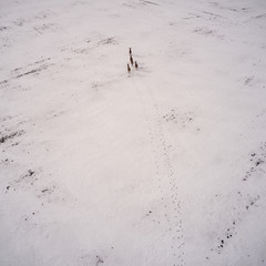 Running deers