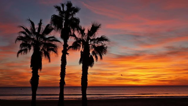 Palmengruppe im Morgenrot vor Sonnenaufgang am Strand von La Mata am Mittelmeer in Spanien