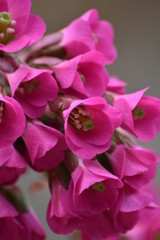 Fototapeta na wymiar Blüten einer Bergenie (Bergenia)