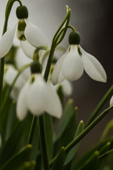 Fototapeta premium The first spring flowers are white snowdrops. A macro shot of a collection of snowdrop blooms. 