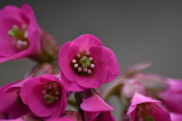 Obraz premium Blüten einer Bergenie (Bergenia)