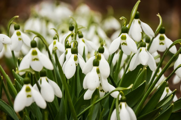 The first spring flowers are white snowdrops. A macro shot of a collection of snowdrop blooms. 