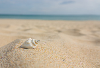 Fototapeta na wymiar Landscape with shells on tropical beach. Close up sea shell on sandy seaside. Summer background