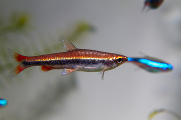 Golden Pencilfish (Nannostomus beckfordi) beautiful ornamental fish from Amazon river basin
