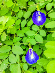 Butterfly pea.