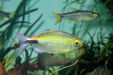 African Longfin Tetra (Bryconalestes longipinnis) classic ornamental fish from Nigeria