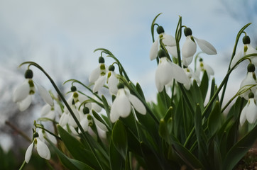 The first spring flowers are white snowdrops. A macro shot of a collection of snowdrop blooms. 