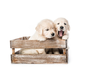 Four golden retriever puppies in basket isolated