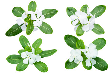 Obraz premium White Catharanthus roseus (Periwinkle,Madagascar rosy periwinkle)‎ as background picture.flower on clipping path.