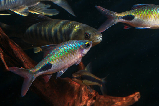 Dawkinsia rohani beautiful ornamental fish from India