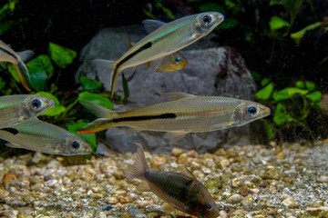 Slender Hemiodus (Hemiodus gracilis) beautiful ornamental fish from Venezuela and Brazil