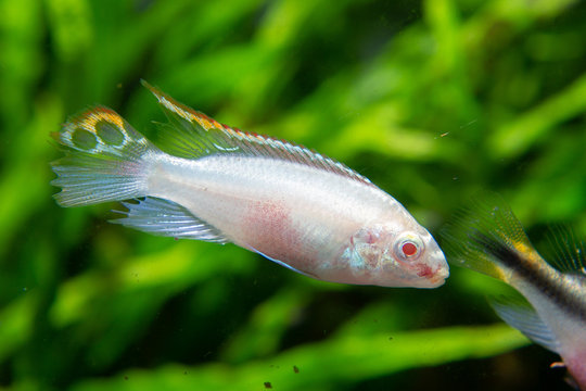 Albino common krib (Pelvicachromis pulcher var. albino) beautiful ornamental fish from Nigeria and cameroon