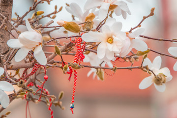 Bulgarian Martenitsa on a blooming magnolia. National Bulgarian and moldovan Traditional spring holiday symbol.