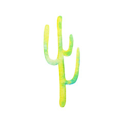 Watercolor vivid hand painted cactus succulent illustration isolated on white