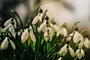 Fototapeta premium The first spring flowers are white snowdrops. A macro shot of a collection of snowdrop blooms. 