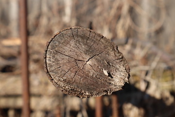 Cross-section of a tree trunk