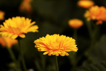 yellow flower