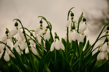 Fototapeta premium The first spring flowers are white snowdrops. A macro shot of a collection of snowdrop blooms. 