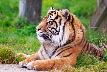 Side Profile of a captive Siberian tiger (Panthera tigris sumatrae) with a natural lush green background