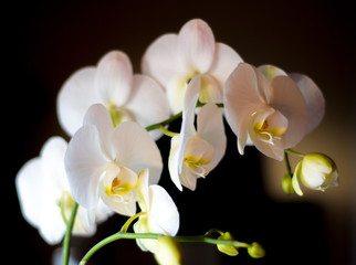 Naklejka na ściany i meble White Orchids
