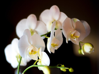 White Orchids