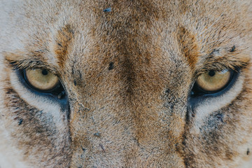 eyes female lion portrait
