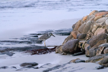 Yellow-crowned Night Heron (Nyctanassa violacea)
