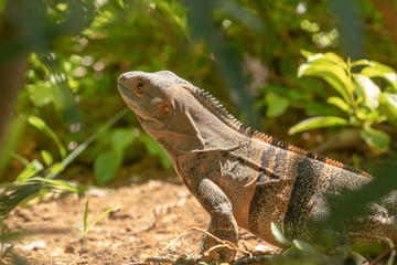 Black Spiny Tailed Iguana (Ctenosaura similis)