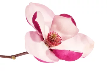 Gordijnen Single flower of pink magnolia isolated on white  background, close up. © mychadre77