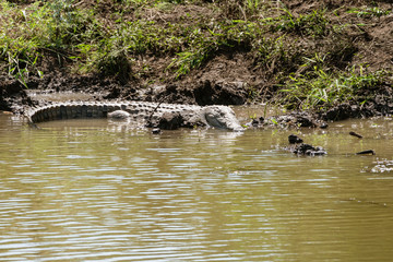 African Crocodile (Crocodylus niloticus)