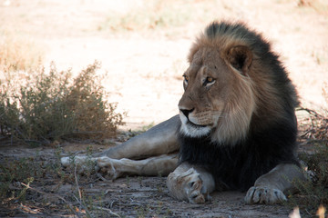 Male lion looking majestic as always, the king