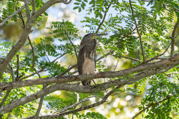 Bare-throated Tiger Heron (Tigrisoma mexicanum)