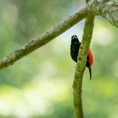Passerini's Tanager (Ramphocelus passerinii)