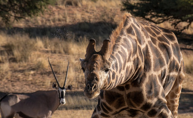Giraffe spraying its water with curios gemsbok at the back