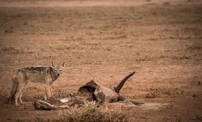 Blacked back jackel wat gemsbok carcass