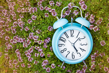 Alarm clock, blue clock in green grass and thyme