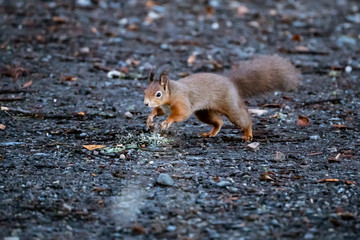 red squirrel (Sciurus vulgaris)