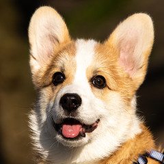 cute welsh corgi puppy close-up portrait