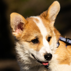 cute welsh corgi puppy close-up portrait